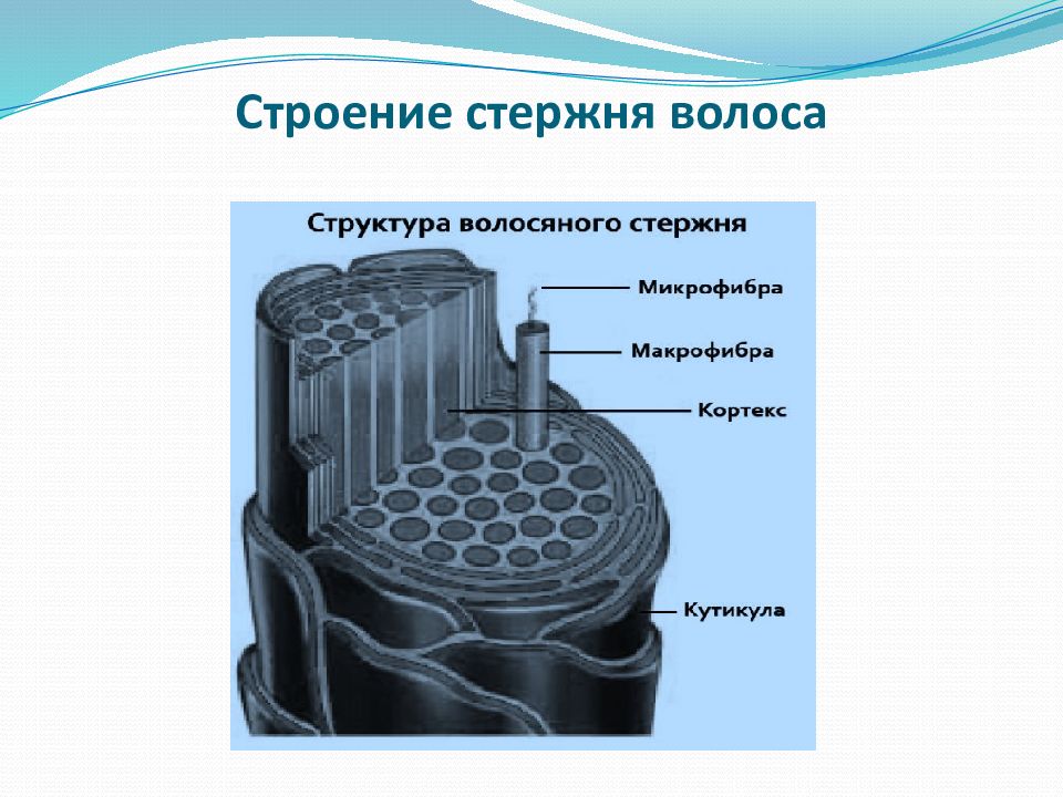 Стержнем называется. Строение стержня волоса схема. Строение стержня волоса связи. Стержень волоса схема. Поперечное строение стержня волоса.