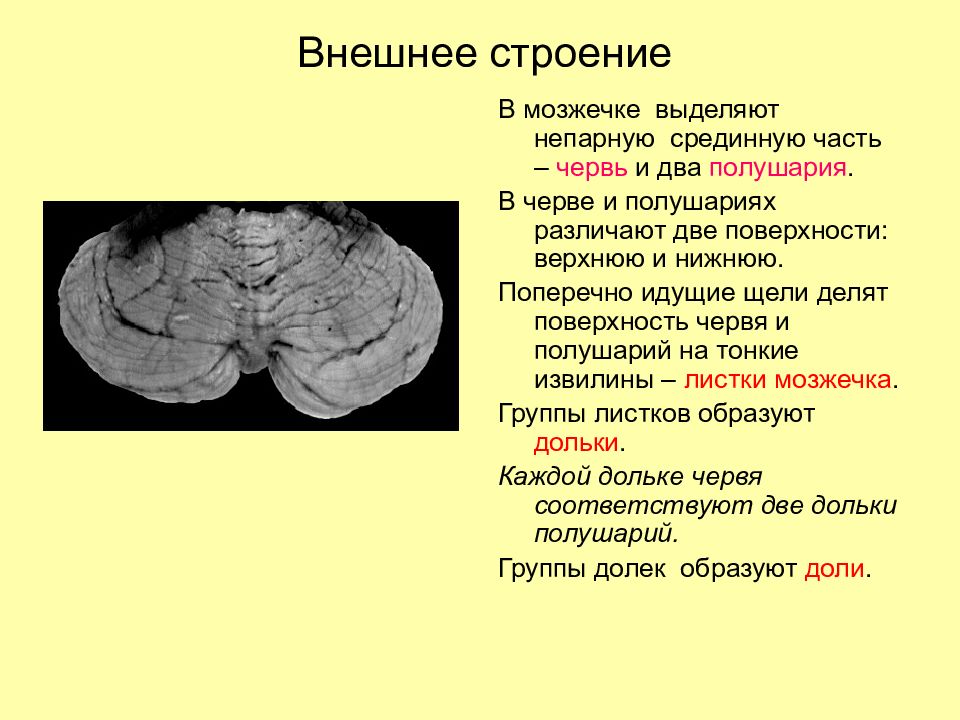 4 мозжечок. Мозжечок анатомия внешнее строение. Внешнее строение мозжечка. Анатомическое строение мозжечка. Червь мозжечка анатомия.