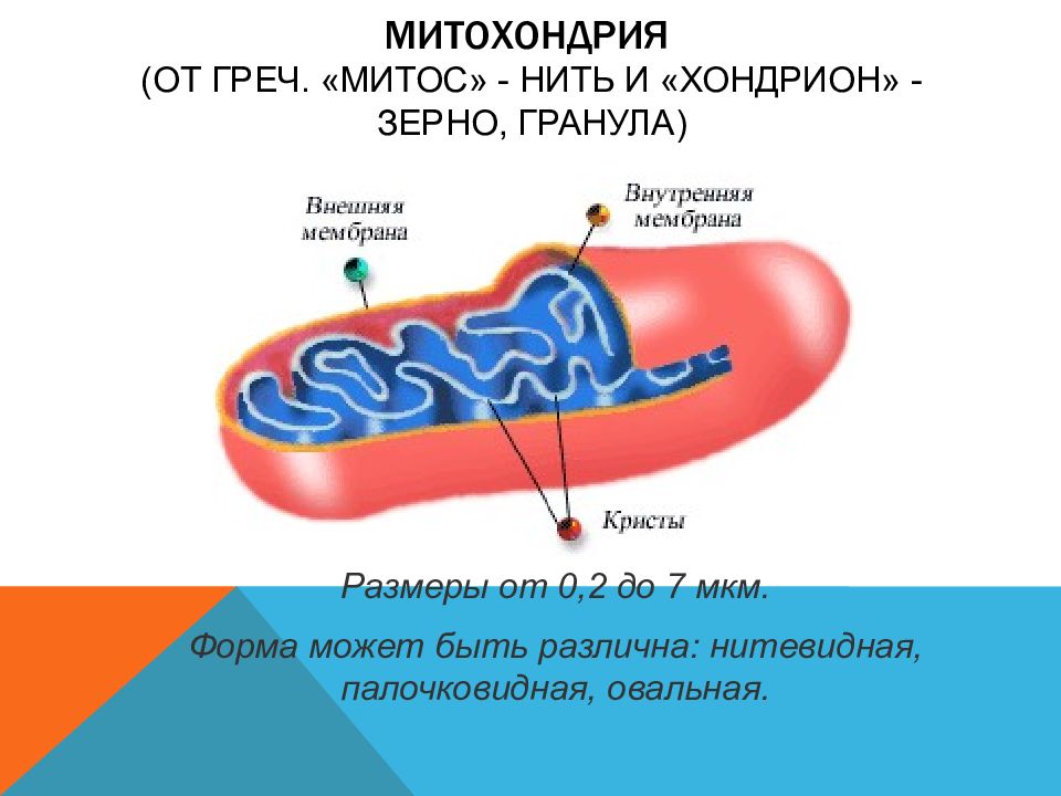 Митохондрия 2 мембраны. Презентация на тему митохондрии. Какие процессы происходят в митохондриях. Палочковидные митохондрии. Фосфатные гранулы в митохондриях.