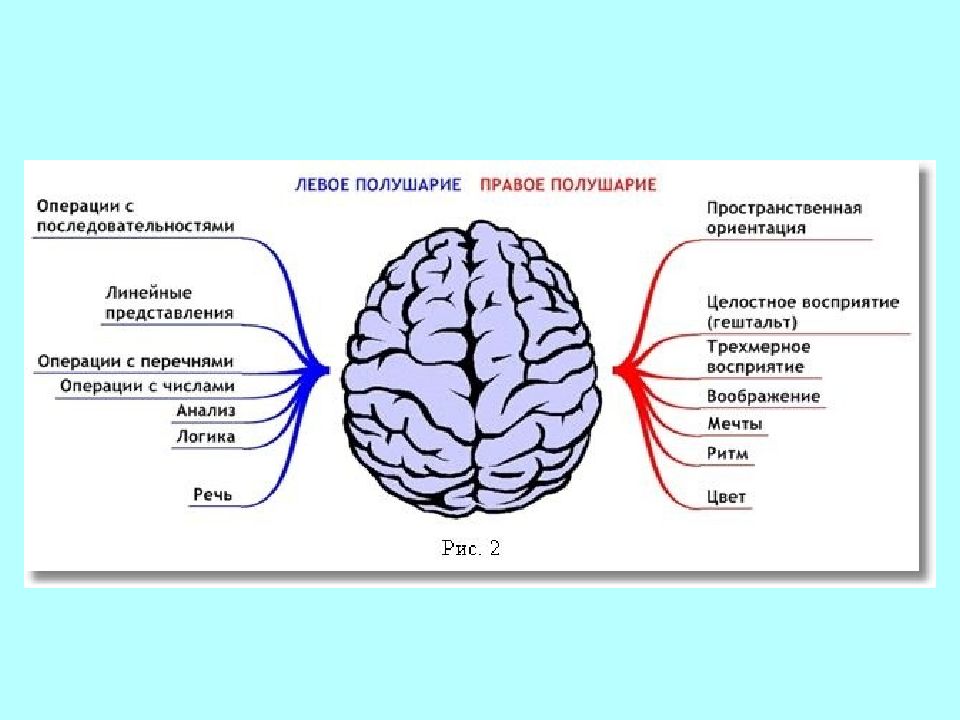 Инсульт левого полушария головного. Левое и правое полушарие мозга. За что отвечает правое полушарие.