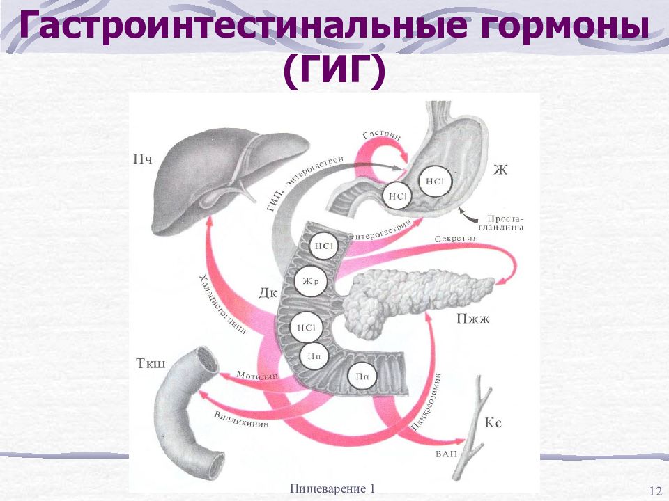 Гормоны жкт презентация