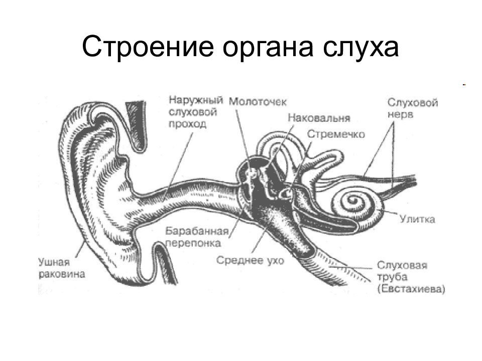 Основные звенья слухового анализатора картинка