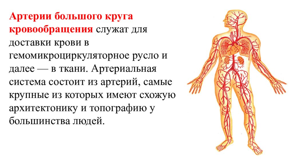 Какую функцию выполняет артерия в процессе кровообращения. Большой круг кровообращения артериальная система. Артерии большого круга кровообращения. Крупные сосуды большого круга кровообращения. Артерии большого круга кровообращения схема.