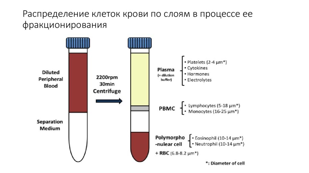 Распределение клеток. PBMC клетки. PBMC. Peripheral Blood. Mononuclear Cells.