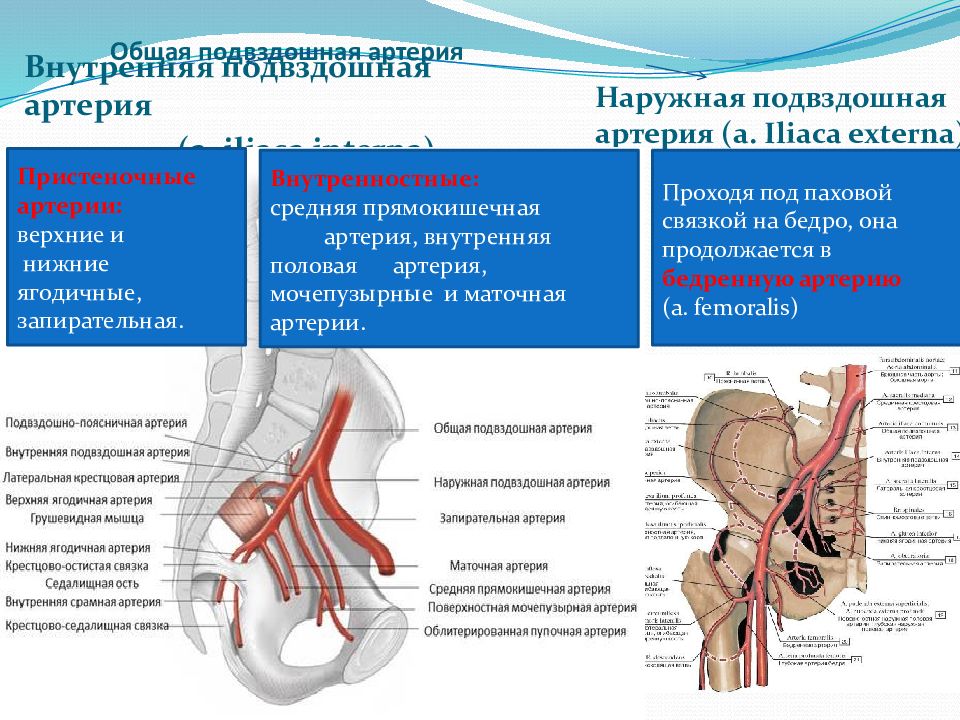 Артерия презентация. Артерии большого круга кровообращения. Малву артери кровообращение. Лекции по сосудам. Обработка крупных сосудов.