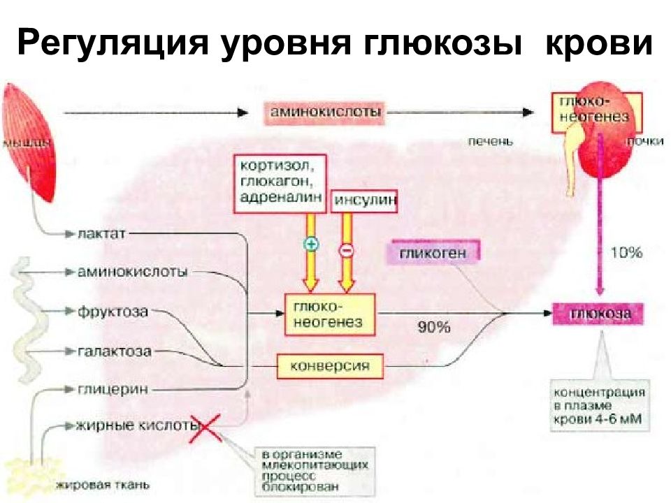 УГЛЕВОДЫ: функции и обмен Регуляция уровня глюкозы крови