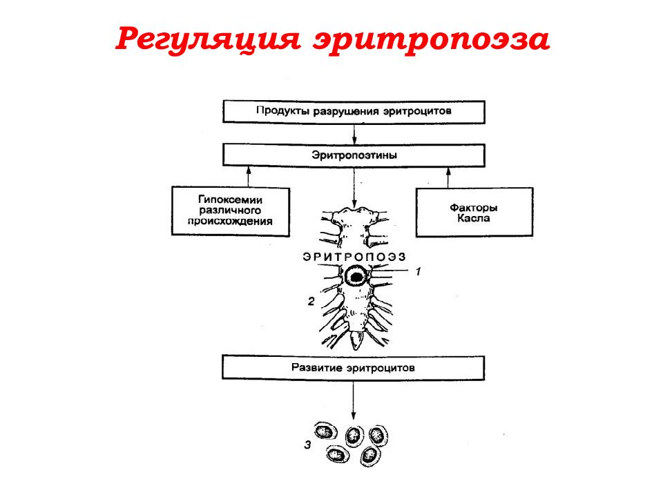 Синтез эритроцитов. Эритропоэз механизм регуляции. Регуляция эритропоэз физиология. Регуляция эритропоэза физиология схема. Схема нейрогуморальной регуляции эритропоэза.
