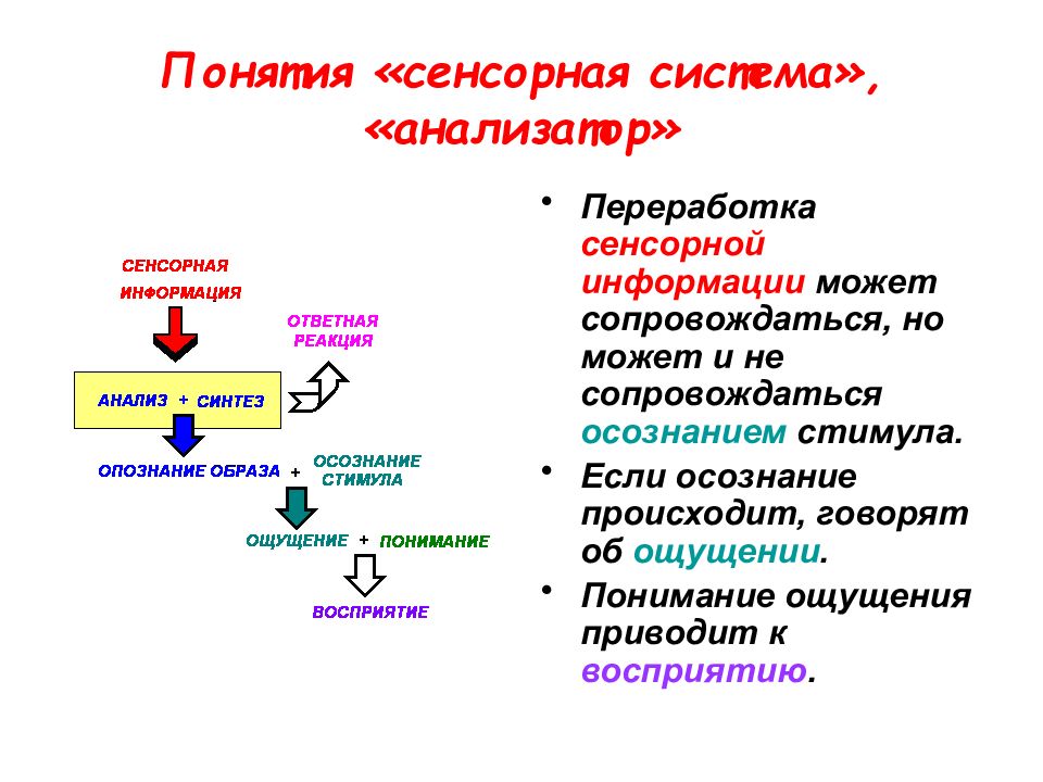 Общий план строения анализатора и сенсорной системы