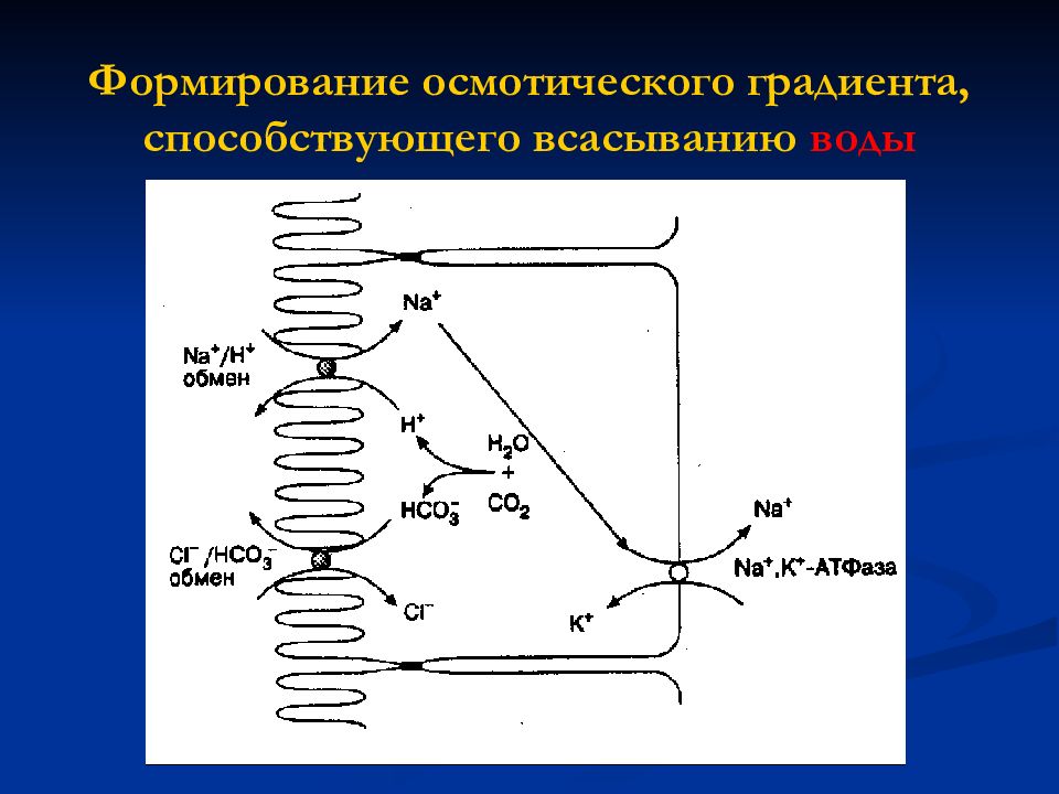 Пассивное всасывание. Формирование осмотического градиента. Всасывание физиология.