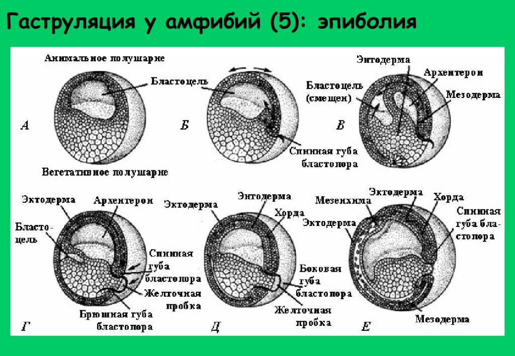 Гаструла лягушки рисунок