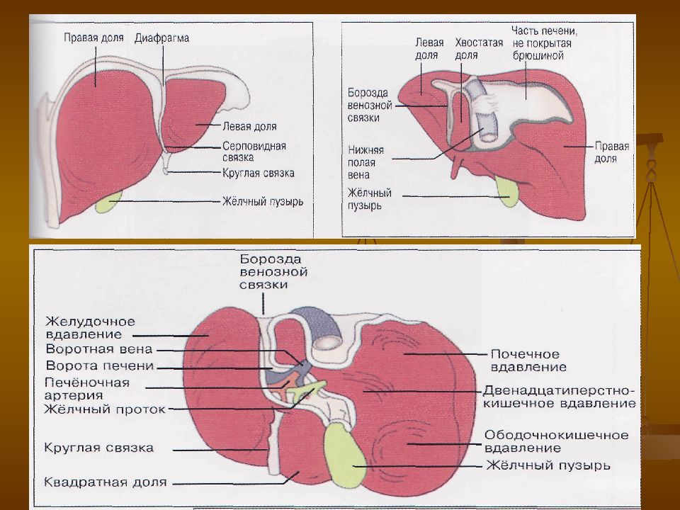 Причины увеличения печени. Висцеральная поверхность печени вид снизу синтопия. Строение печени вдавления. Ворота печени анатомия. Борозды печени анатомия.