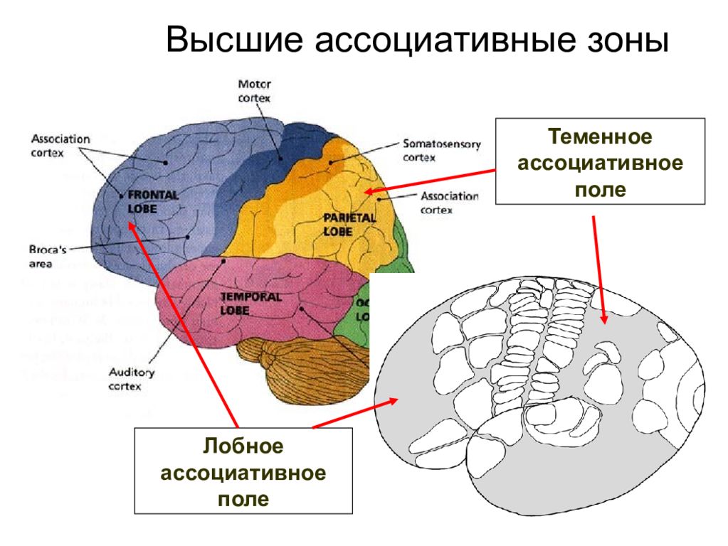 Основные зоны коры мозга. Ассоциативные зоны коры больших полушарий головного мозга. Ассоциативная зона коры головного мозга функции. Функции ассоциативной теменной коры.