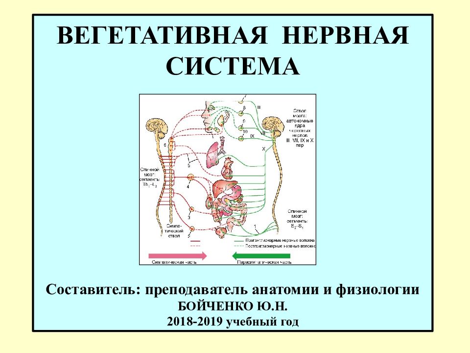 Презентация вегетативная нервная система 8 класс биология пасечник