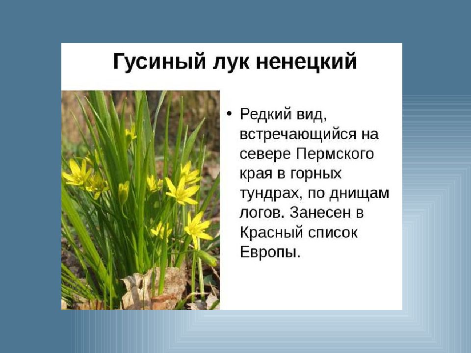 Растения внесенные в красную книгу пермского края