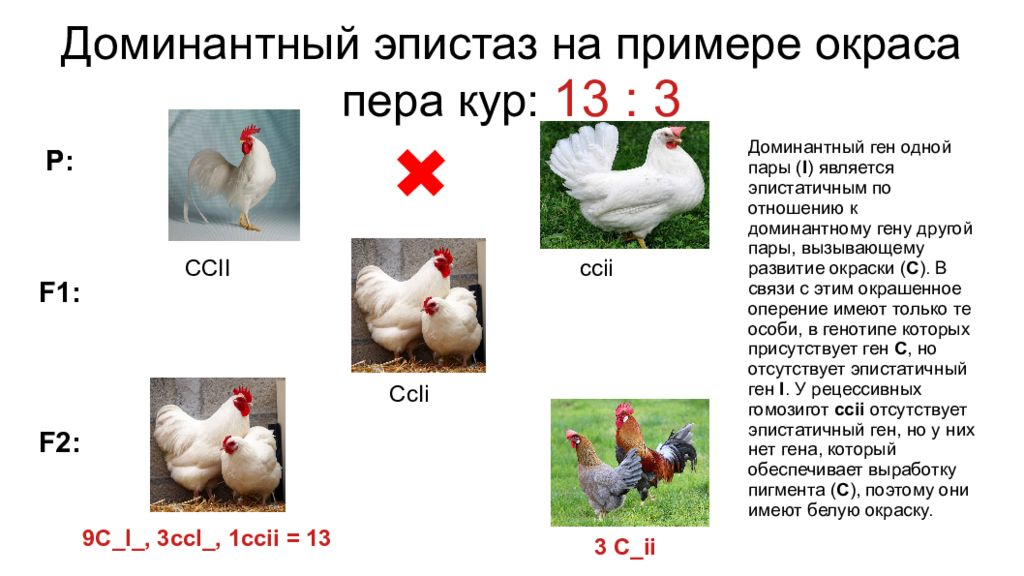 Геном кур. Доминантный эпистаз. Двойной рецессивный эпистаз.