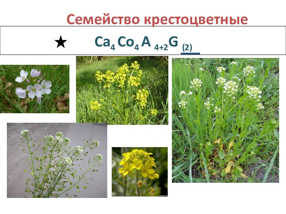 лекарственные растения крестоцветных