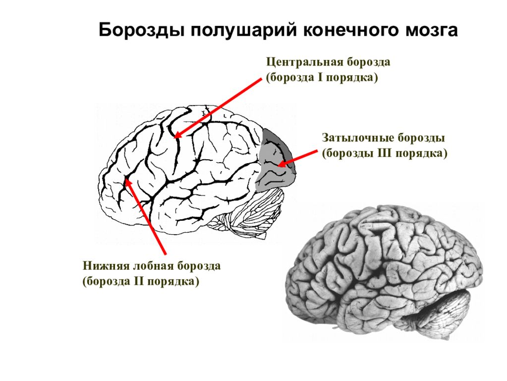 Борозды мозга. Борозды первого порядка, борозды второго порядка. Борозды первого порядка головного мозга. Борозды конечного мозга. Центральная борозда мозга.