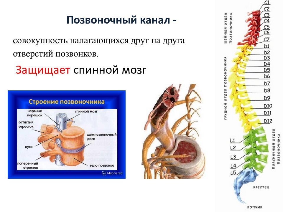 Позвоночный канал это