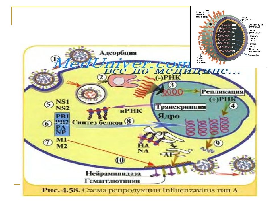 Схема репродукции вируса. Схема репродукции вируса гриппа. Транскрипция вируса гриппа. Репродукция ортомиксовирусов. Ортомиксовирусы репродукция репродукция.