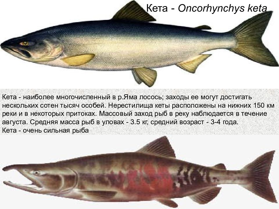 Характеристика кеты. Кета в пресной воде. Лосось в пресной воде. Кета рыба вес средний. Кета рыба в пресной воде.