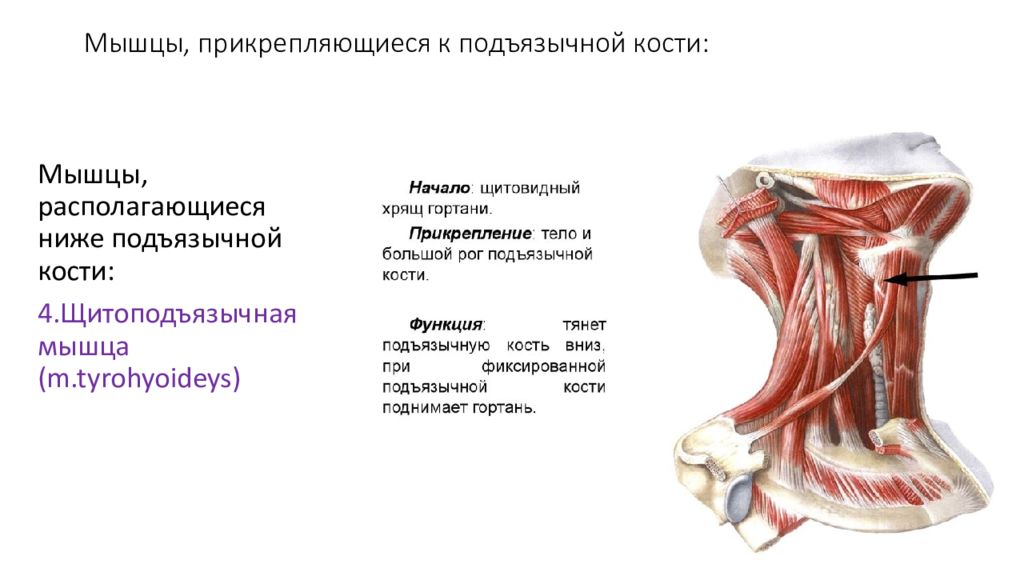 Миология Флекс