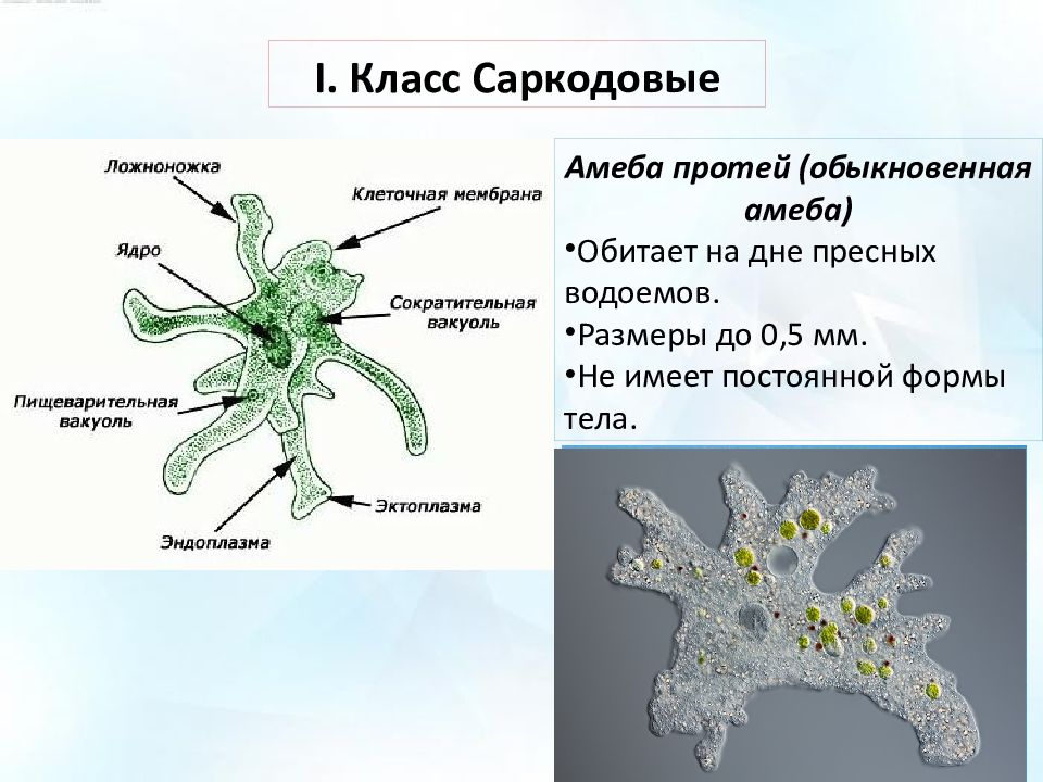 3 саркодовые. Циста саркодовых. Пищеварительная вакуоль амебы. Стигма Саркодовые. Амеба Протей микроскоп.