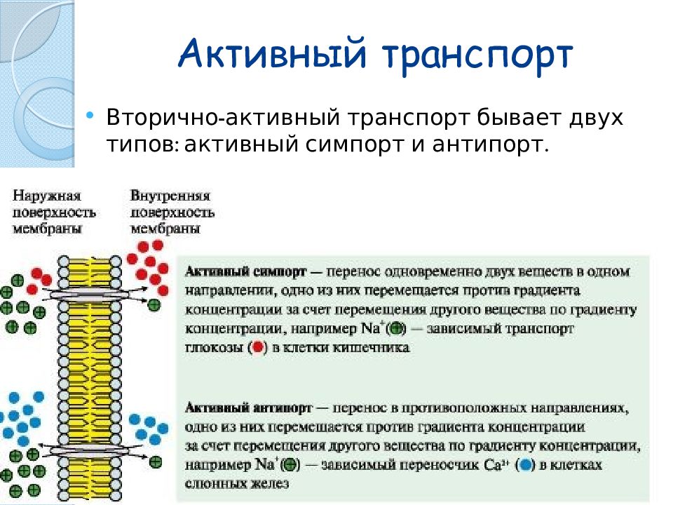 Пассивный транспорт это. Вторичный активный транспорт. Симпорт и антипорт это активный транспорт. Вторично-активный транспор. Вторично активный транспорт симпорт и антипорт.