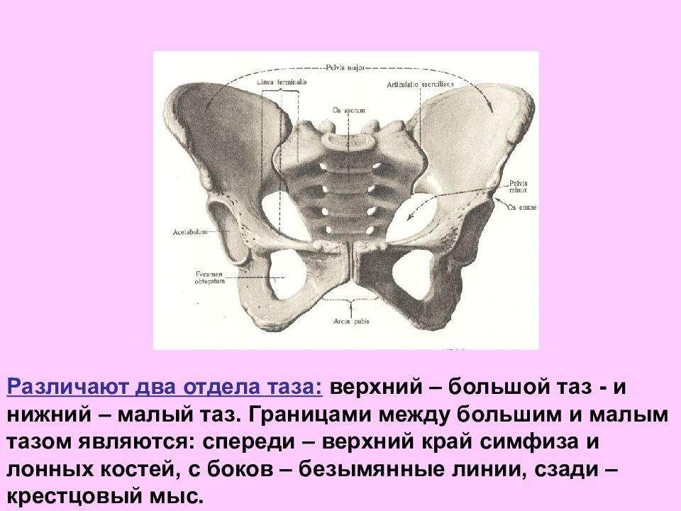 Симфиз это в анатомии