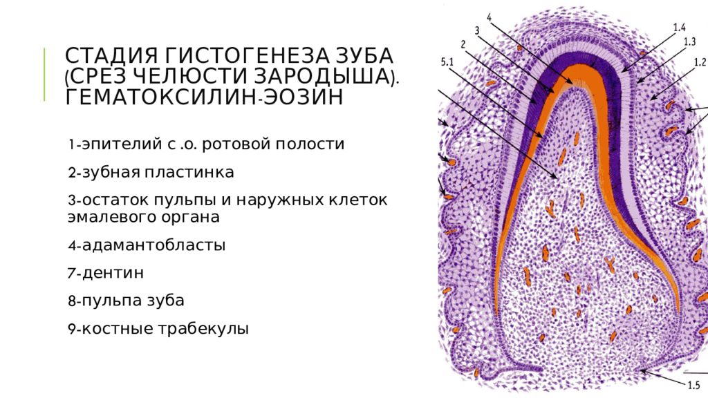 Гистогенез клеток костной ткани схема