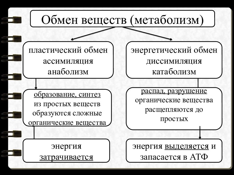 Обмен веществ ассимиляция. Начальные продукты процесса ассимиляции и диссимиляции. Энергетический обмен и пластический обмен выводы. Пластический обмен веществ характеризуется распадом веществ. Тест 11 метаболизм ассимиляция и диссимиляция энергетический обмен.