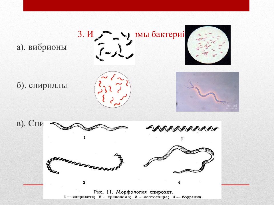 Форма бактерии вибрионы рисунок