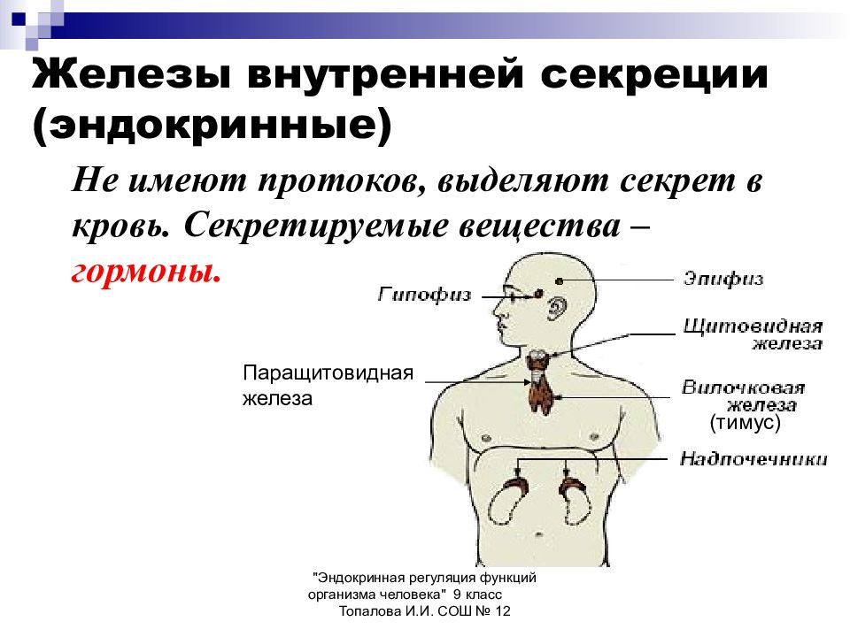 Презентация железа внутренней секреции