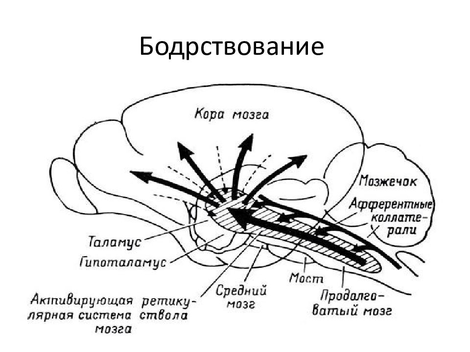 Формация мозга. Ретикулярная формация активирующая система головного мозга. Рас ретикулярная активирующая система. Восходящая ретикулярная активирующая система мозга. Пути ретикулярной формации.