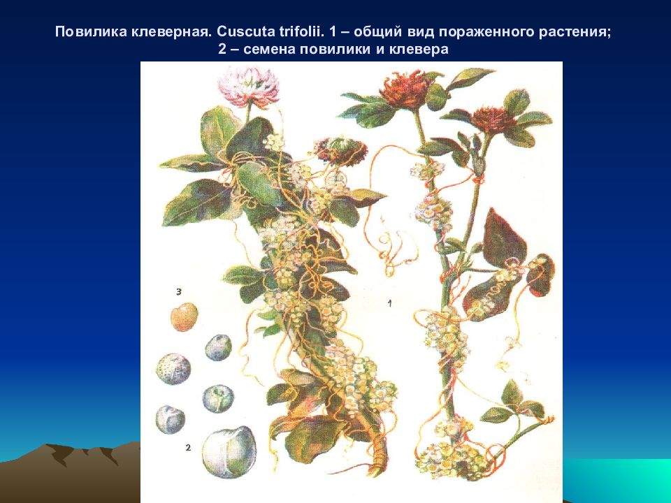 Уровни организации жизни. Географический критерий вида. Клевер луговой характеристика. Уровни организации живых организмов таблица. Клевер витязь луговой.