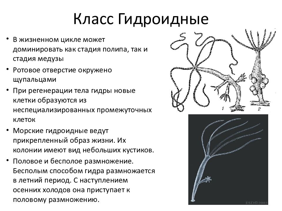 Кишечнополостные презентация егэ