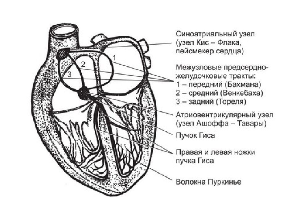 Нервная система сердца. Проводящая система сердца пучок Бахмана. Проводящая система сердца синоатриальный узел. Схема проводящей системы сердца вид спереди. Схема проводящей системы сердца лягушки.