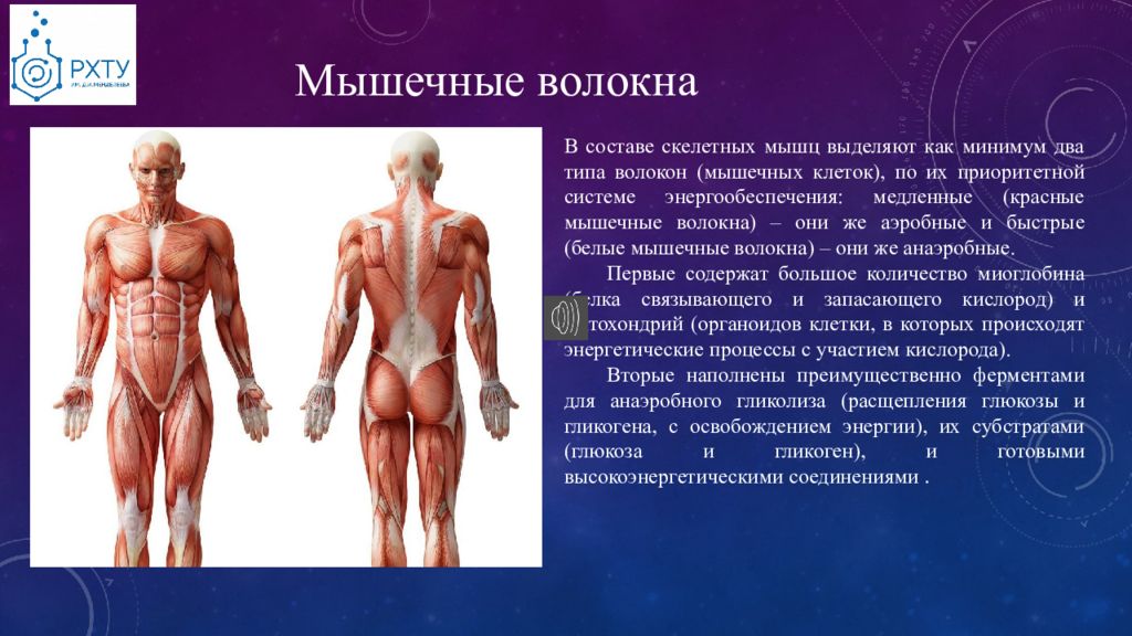 Аэробные мышцы. Анаэробные мышцы. Аэробные мышечные волокна. Анаэробный процесс в мышцах. Анаэробные системы человека.