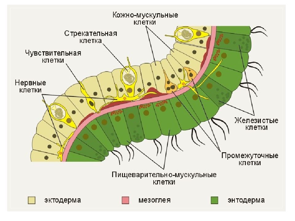 Эктодерма и энтодерма рисунок