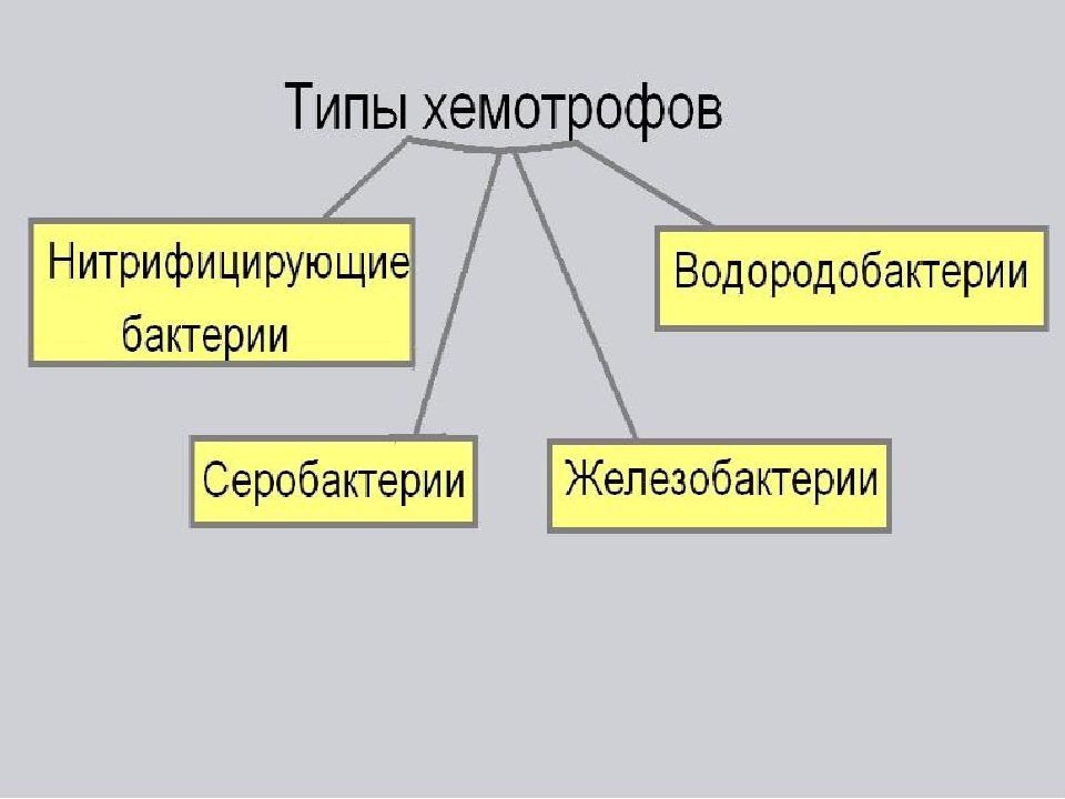 Бактериальный фотосинтез и хемосинтез презентация 11 класс