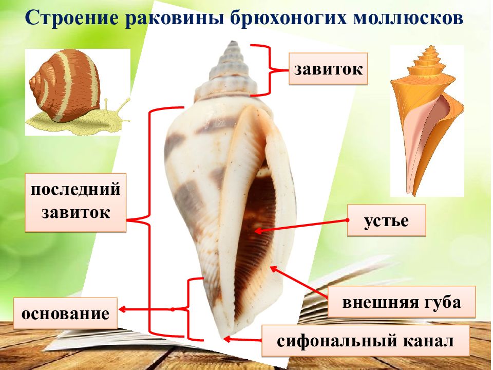 Общая характеристика и многообразие моллюсков - online presentation