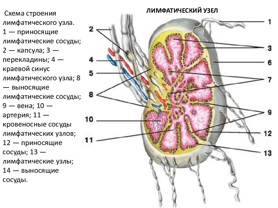 Лимфатическое строение