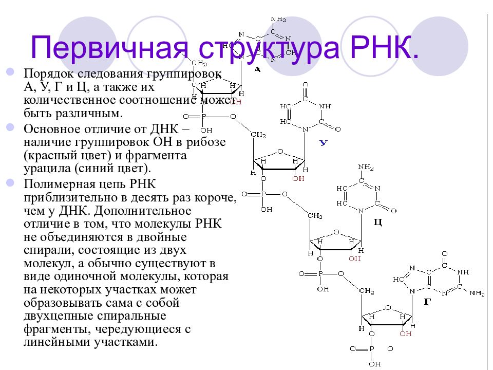 Фрагмент цепи рнк. Первичная структура РНК. Вторичная структура РНК. Первичная и вторичная структура РНК. Первичная структура НК.