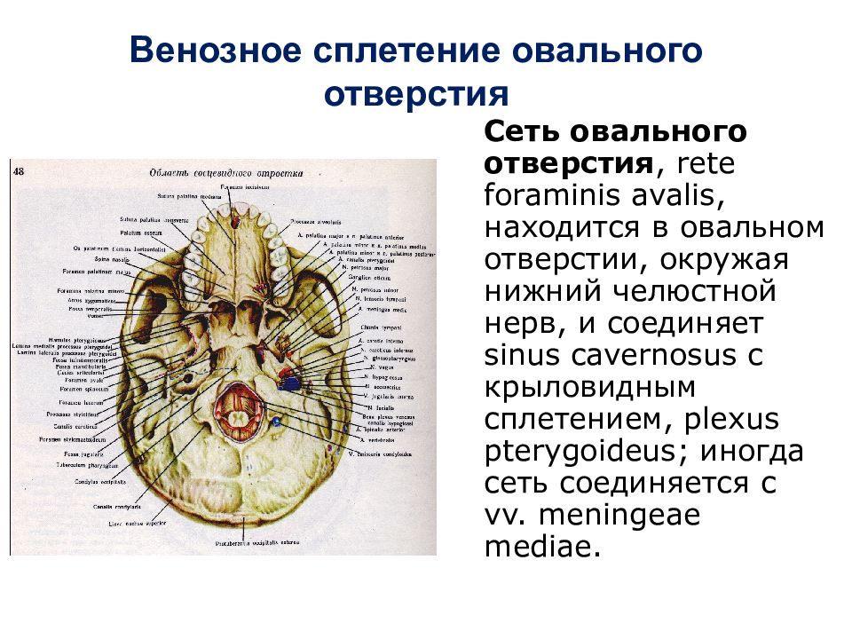 Венозные сплетения