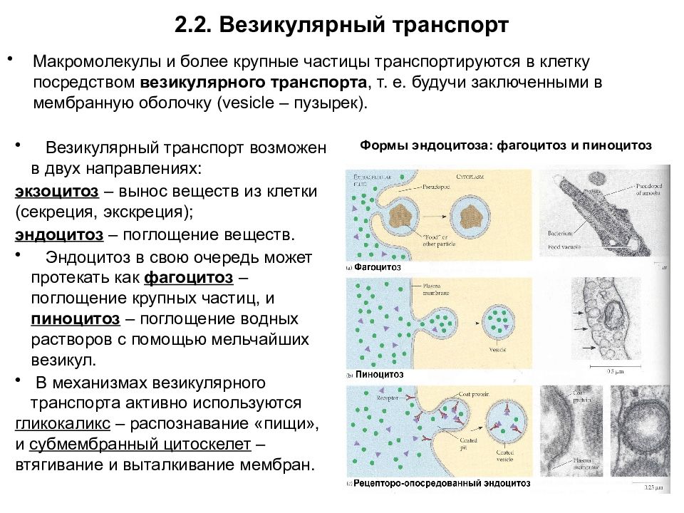 Специфические клетки. Транспорт веществ через мембраны: везикулярный транспорт.. Везикулярный транспорт схема. Типы везикулярного транспорта.