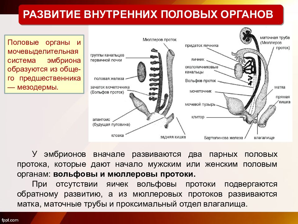 Аномалии развития мужских половых органов презентация