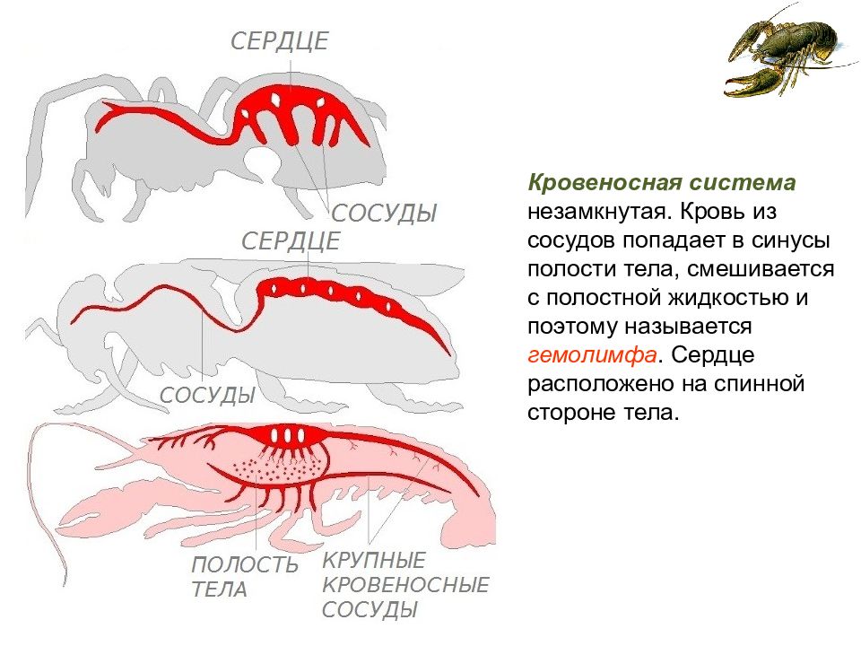 Типы кровеносных систем. Сердце членистоногих. Смешанная полость тела у членистоногих. Смешанная полость тела у ракообразных. Тип крови членистоногих.