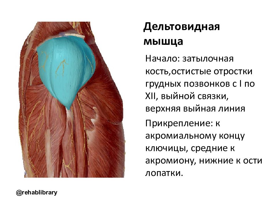 Дельтовидная. Дельтовидная мышца начало прикрепление функции. Дельтовидная мышцы сзади функция. Дельтовидная мышца анатомия. Дельтовидная мышца плеча анатомия.