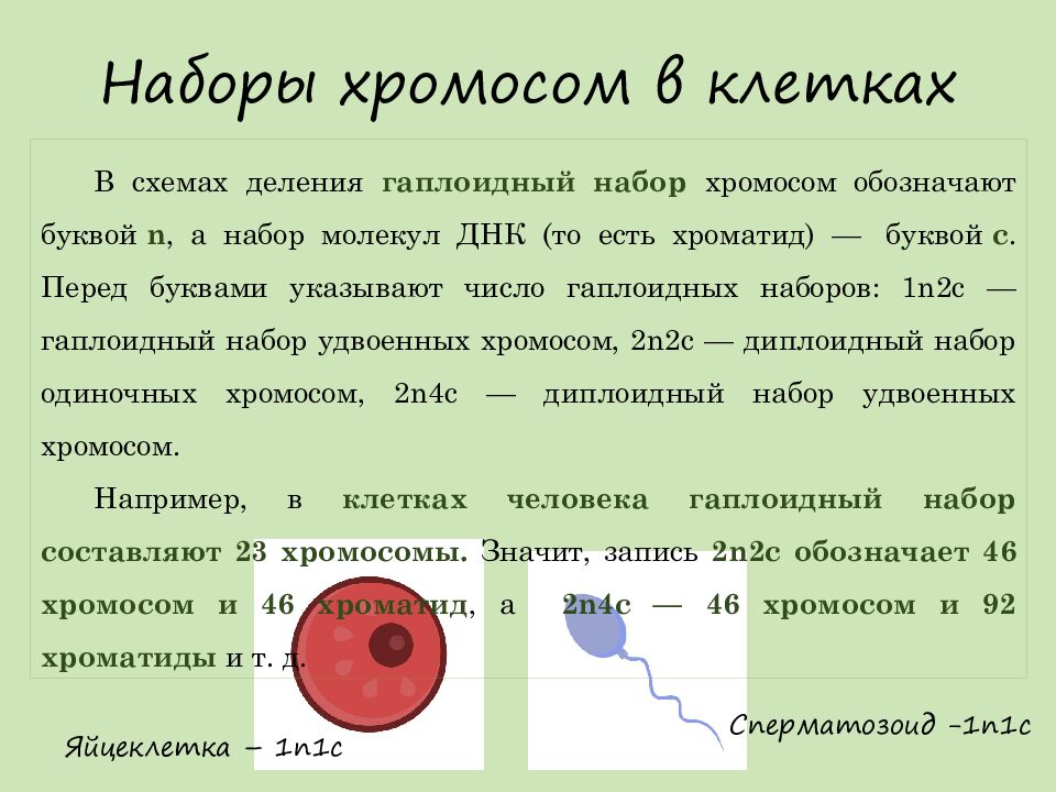 Наборы хромосом в клетках