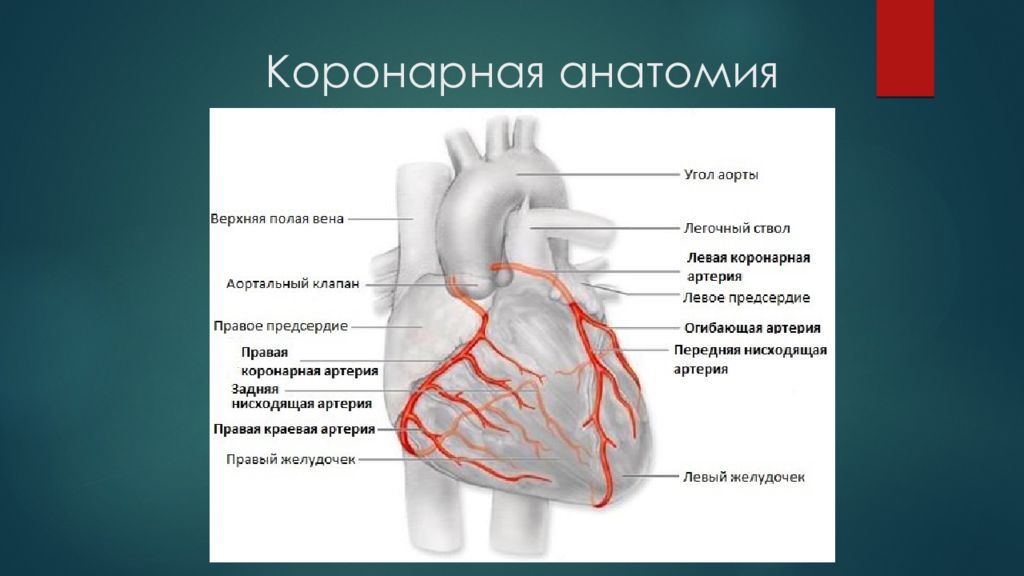 Правая сердечная артерия. Коронарные артерии кровоснабжают. Коронарные артерии на коронарографии. Анатомия коронарных артерий. Топография коронарных артерий.