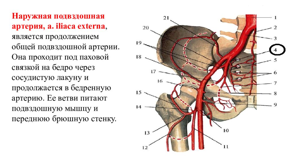 Ветви внутренней подвздошной артерии схема